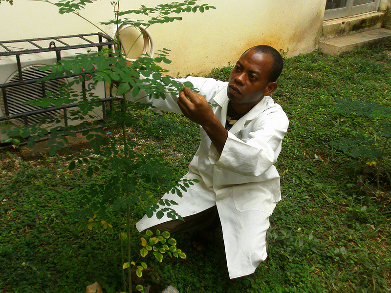 World Water Day Moringa Tree
