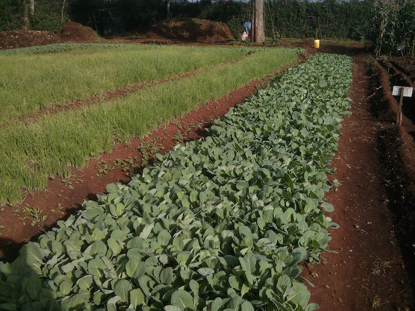 A farm testing TakaTaka's high-quality organic fertilizer. The compost aims to improve soil fertility, a major challenge to Kenya's agriculture.