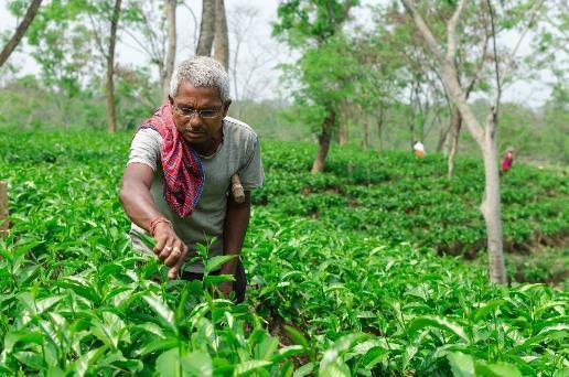 a-visionspring-customer-working-on-a-tea-estate