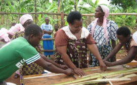 Banana Fiber Processing - Women Stripping Banana Fiber