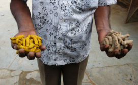 Processed with lead chromate versus unprocessed turmeric root at Pabna