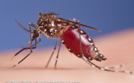 Engorged Aedes aegypti on a human hand