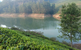 Tea Plantation - South India